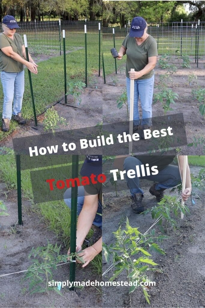 two images of woman building a tomato trellis for determinate tomatoes