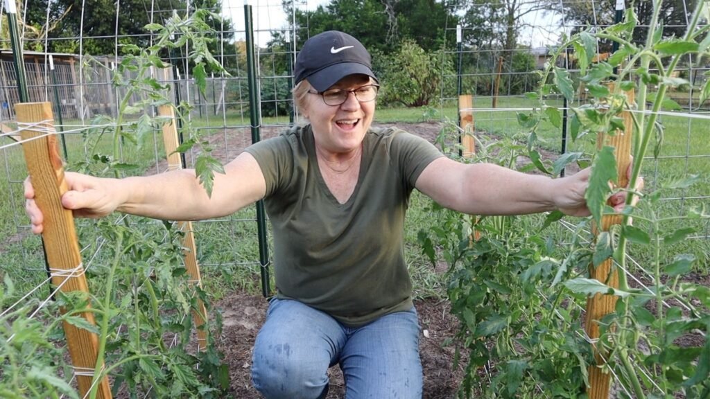 woman with completed tomato trellis and tomatoes have grown about 2 feet tall
