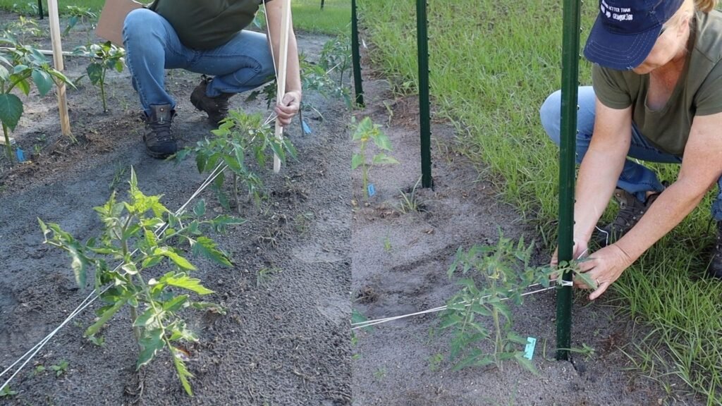 two images of a woman building a tomato trellis for determinate tomatoes