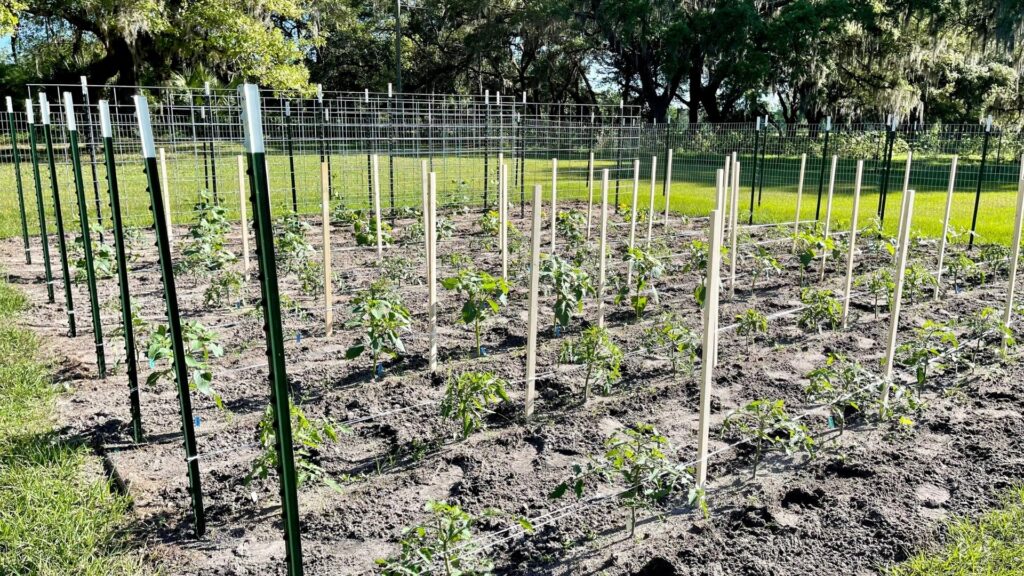 tomato trellis known as The Florida Weave is shown completed in the garden with tomato plants about a foot high