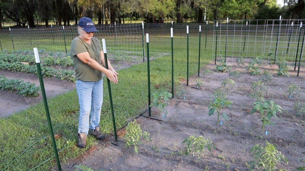 woman lining up the post in the garden as she builds a tomato trellis