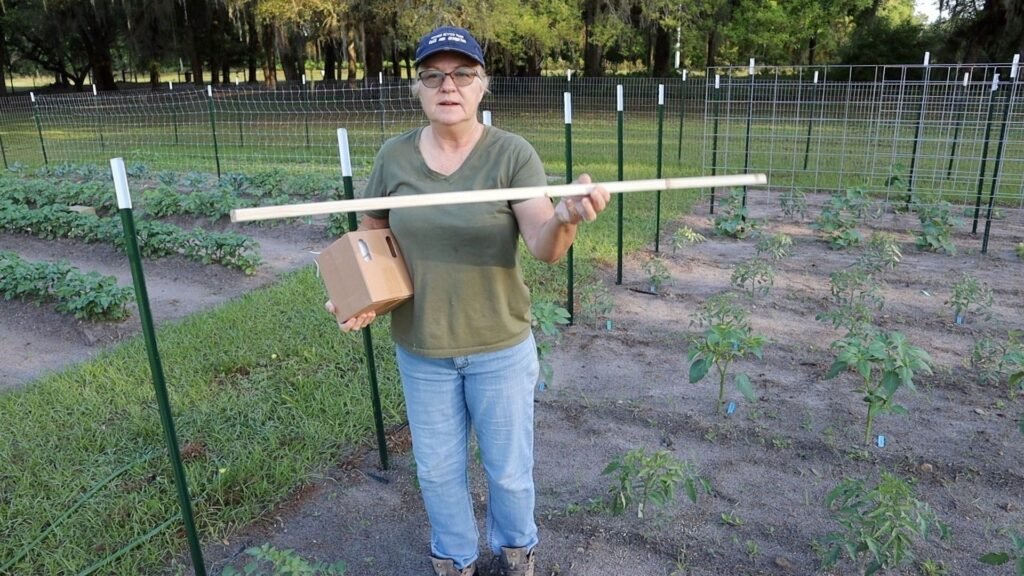woman holding a stake showing the size needed for building the tomato trellis