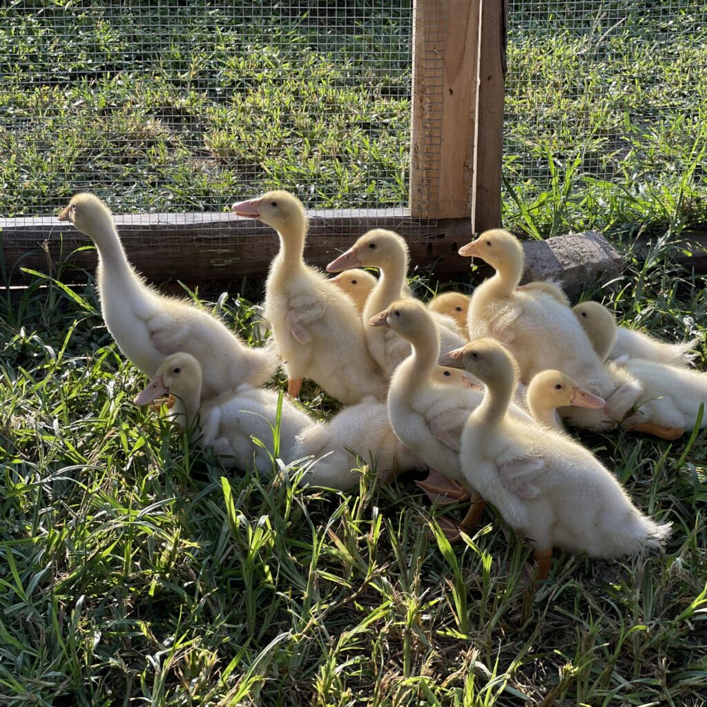 young ducks in a run with the sunrise shining on them