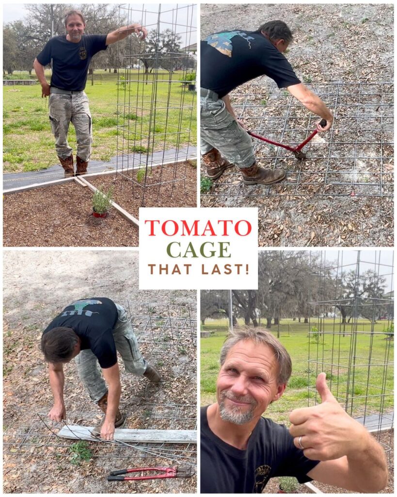 images of a man building a tomato cage from a cattle panel. 