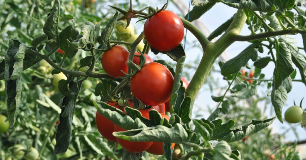 large tomato vine supported by a tomato cage with ripe tomatoes on it
