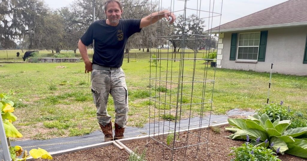 man standing beside the complete tomato cage that he made from a cattle panel