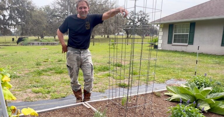 3 Ways to Trellis Tomatoes to Fit Your Budget & Ability