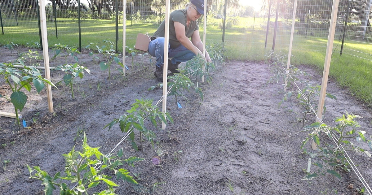How to Build the Best Tomato Trellis: The Florida Weave